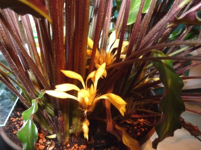 Calathea_Bluete.jpg