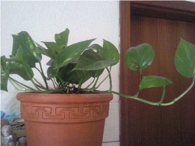 Foto022b.jpg
