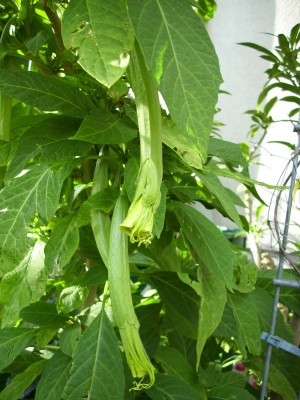 DSCI0522.JPG