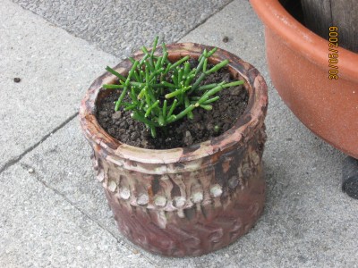 Green2009_2329.jpg
