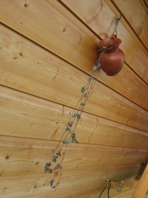 Green2009_2325.jpg