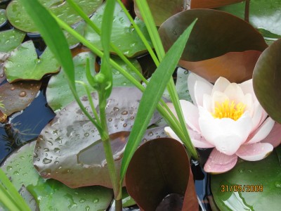 Green2009_2337.jpg