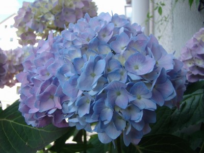 02.06.09 endless summer2.jpg