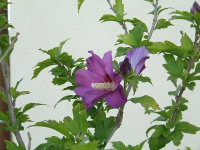 hibiskus-2.jpg