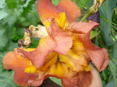Mai 2009 018.jpg