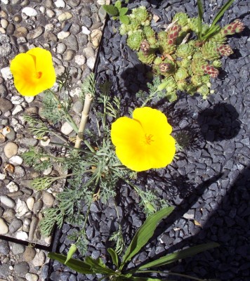 2009-06-03 005.jpg