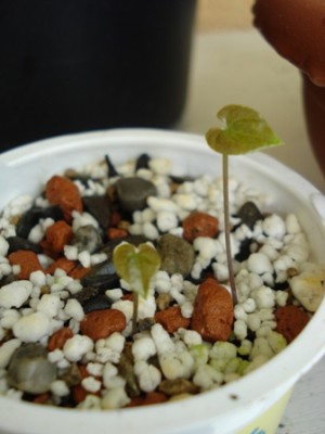 Dioscorea Elephantipes Keimlinge.jpg