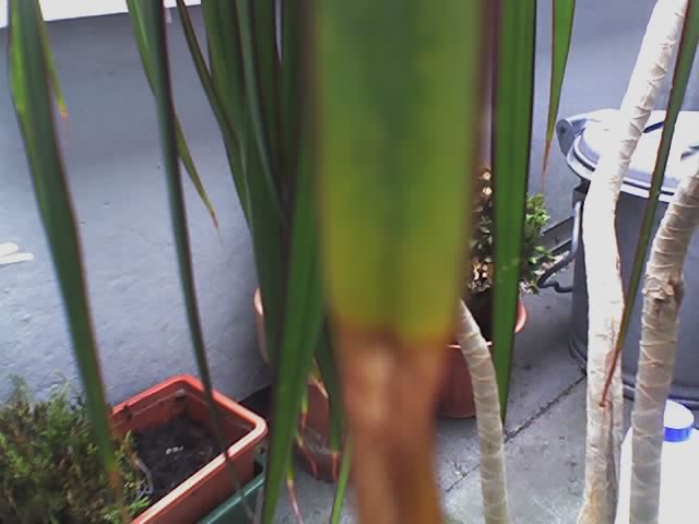 toom goldfruchtpalme Goldfruchtpalme XL | Dypsis