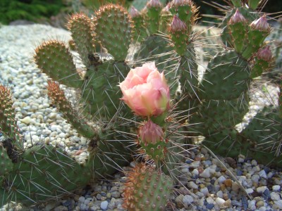 Malter  vom 25.5.09 bis 3.6.09 011.jpg