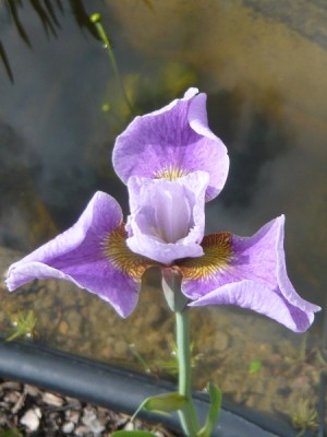 iris_sibirica_sibtosa_princess.jpg