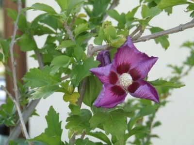 hibiskus 3.jpg