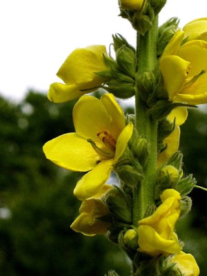 Verbascum-densiflorum-1.jpg