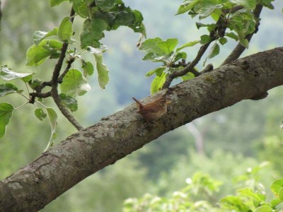 Troglodytes troglodytes-Papa.JPG