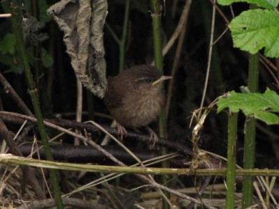 Troglodytes troglodytes-Kind.JPG