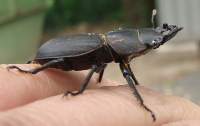 04.06.09 eine hübsche.jpg