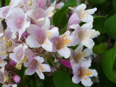 P6010015 (Medium).JPG