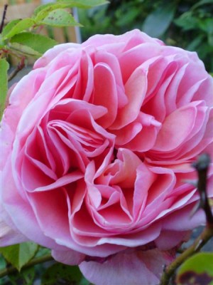 P6010011 (Medium).JPG