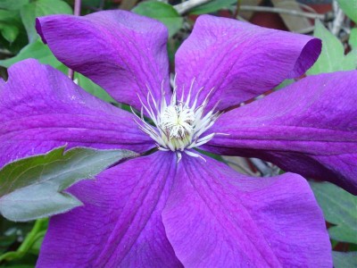 P6010006 (Medium).JPG