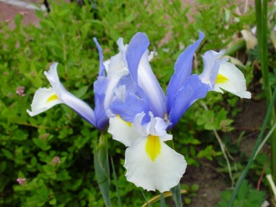 P6040036 (Medium).JPG