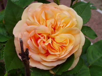 P6040034 (Medium).JPG