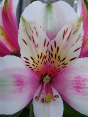 P6010020 (Medium).JPG