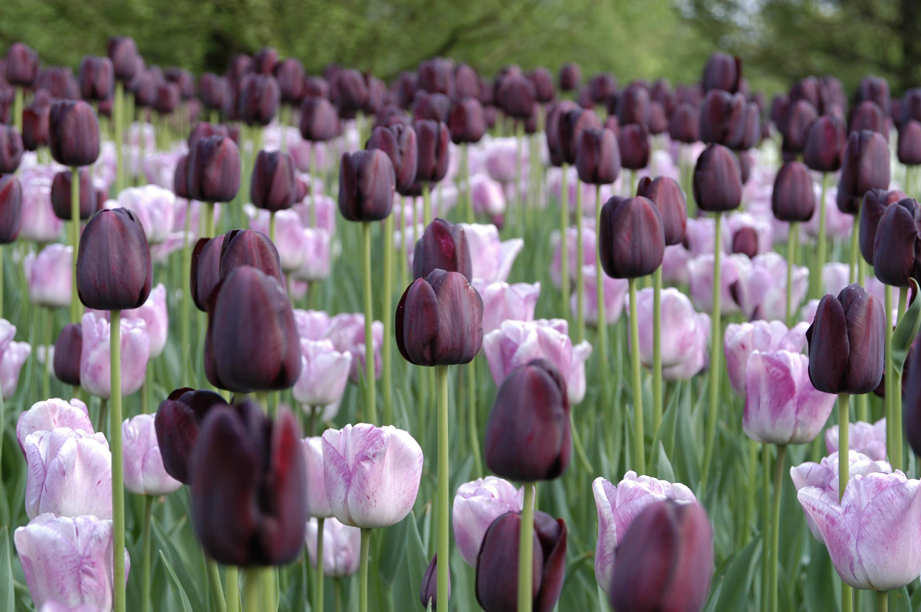 Schwarze Tulpe - Blumenzwiebel des Jahres 2007 · Garten & Pflanzen News ·  GREEN24 Pflanzen & Garten Forum