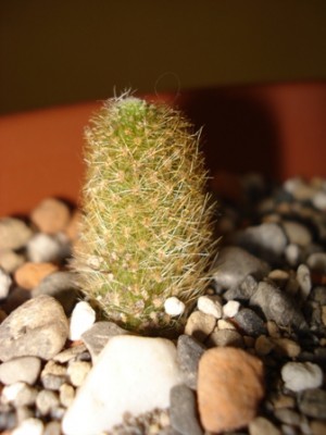 Aylostera fabrisii.jpg