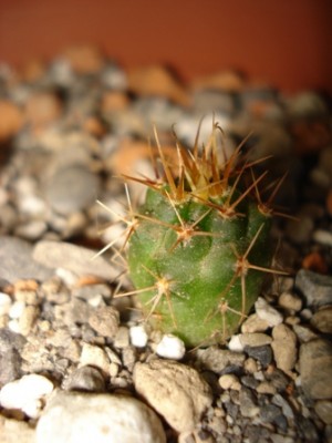 Gymnocalycium neuhuberii.jpg