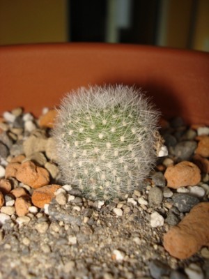 Rebutia muscula.jpg