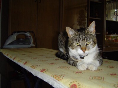 Tiffys neuer Platz.jpg