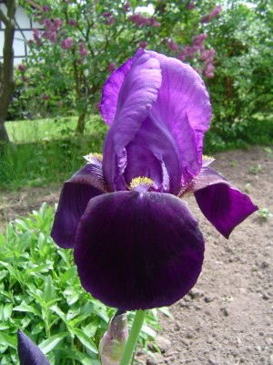 Frühling 221 a.jpg