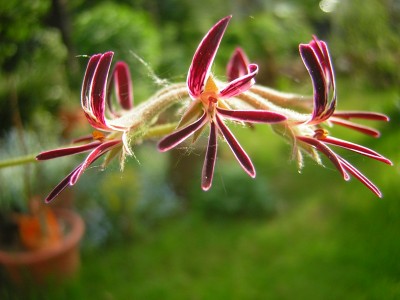 Pel. piloselifolium4.JPG