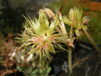 Pel. bowkeri 4.JPG