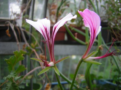 Pel. tetragonum1.JPG