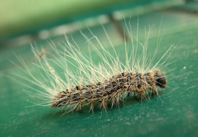 28.05.09 eichenprozessionsspinner.jpg