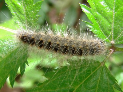 27.05.09 eichenprozessionsspinner.jpg