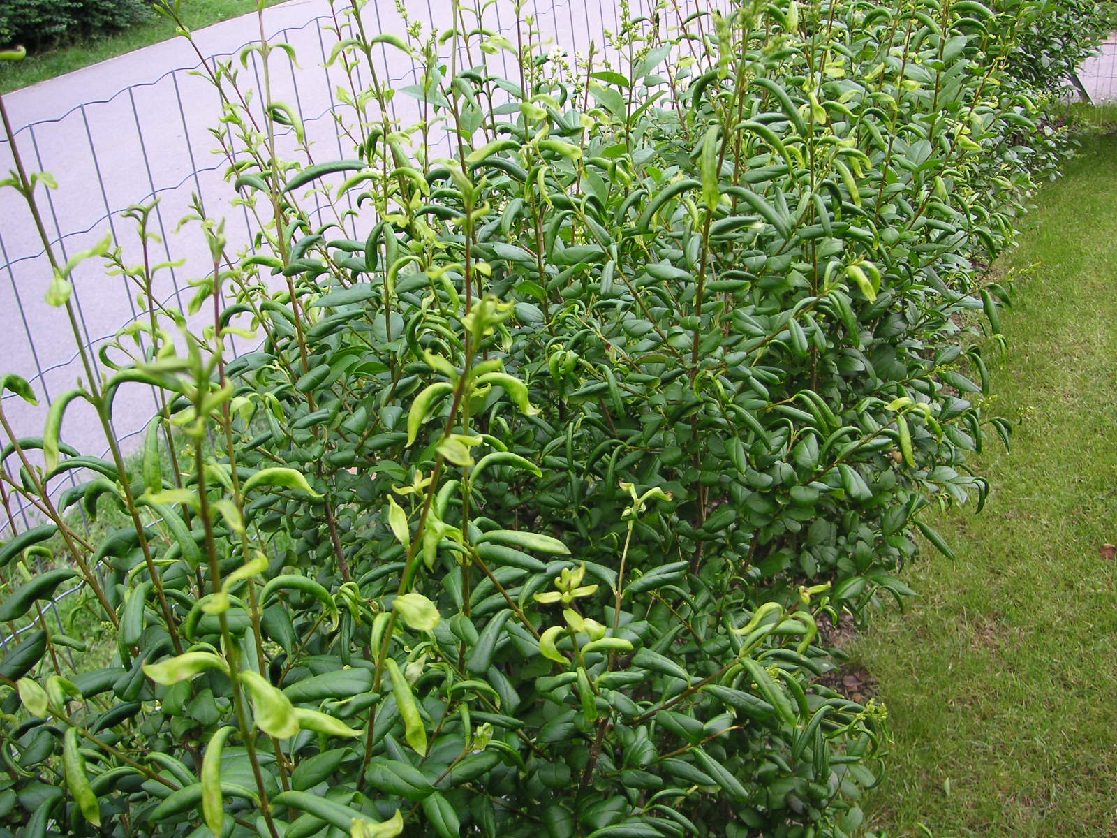 Liguster  Pflanzenkrankheiten & Schdlinge  GREEN24 Pflanzen & Garten  Forum