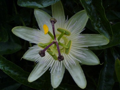 Passiblüten2007.jpg