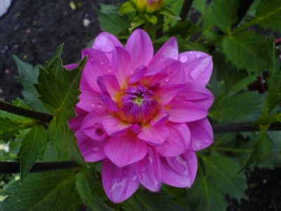 Dahlie 1 001.jpg