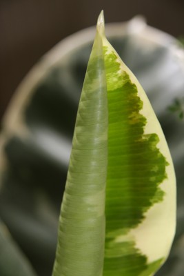 panaschierter Gummibaum - 13.05.2009.jpg