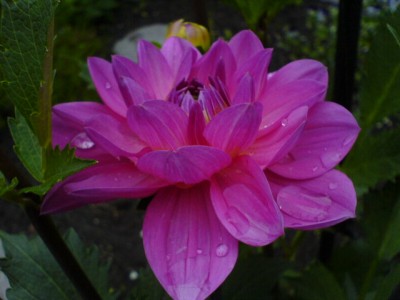 Dahlie 1 002.jpg