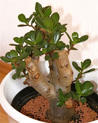 crassula.jpg