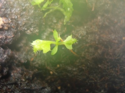 Nepenthes rafflesiana x gracilis Keimling 3 Monate alt b.jpg