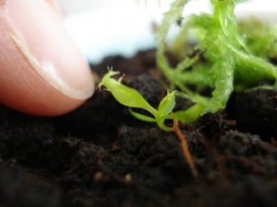 Nepenthes rafflesiana x gracilis Keimling 3 Monate alt.jpg