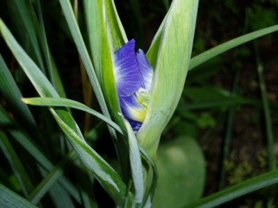 Knospe Iris.JPG