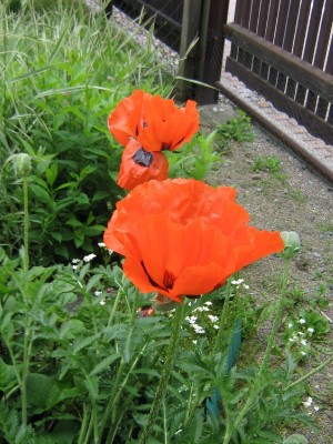 Mohn_.jpg