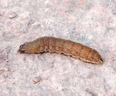 Agrotis exclamationis-Raupe.JPG