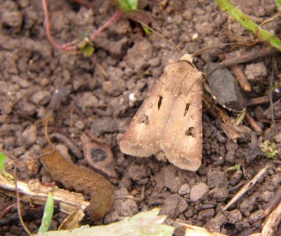 Agrotis exclamationis.JPG