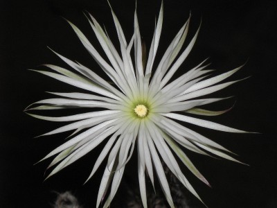 IMG_1607 Setiechinopsis mirabilis.jpg