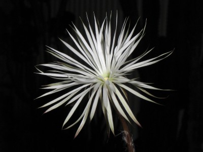 IMG_1605 Setiechinopsis mirabilis.jpg